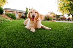 Artificial Turf For Pets Contractor, Fake Grass For Dogs Whitney NV