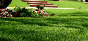 Reclaim Your Weekends With Artificial Grass In Whitney NV